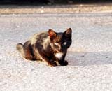 Cat 03