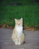 Cat 04