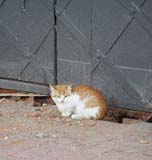 Cat 05