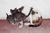 cat 09