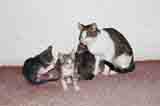 cat 10