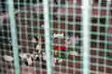 krolik 01