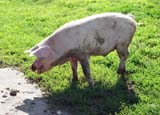 pig 01