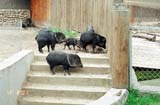 pig 05