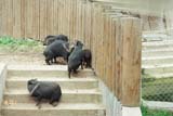 pig 06