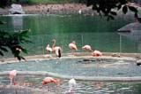ptichka flamingo 01